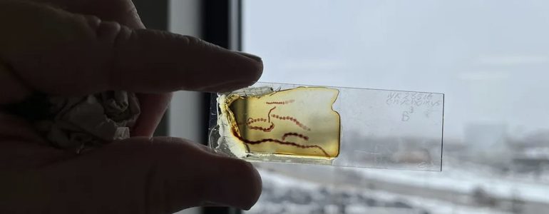 A parasite specimen that has been set aside for repairs. Photo by Hannah Richter